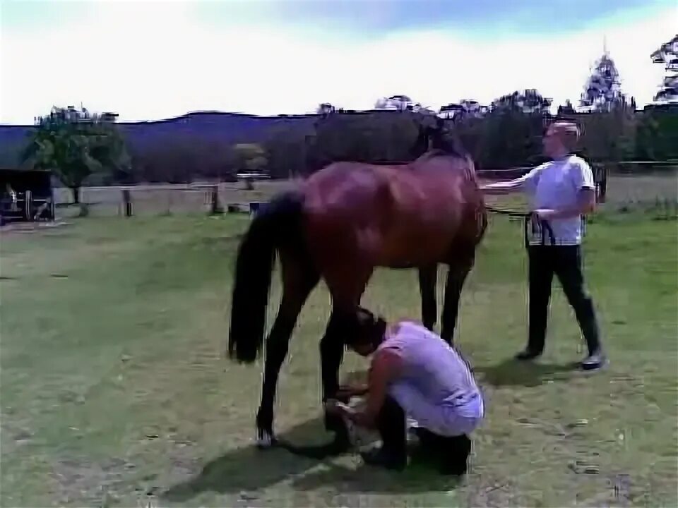 Спаривание лошадей. Лошади спариваются. Спаривание лошадей с людьми. Спаривание лошадей с людьми. Спаривание лошадей с людьми.