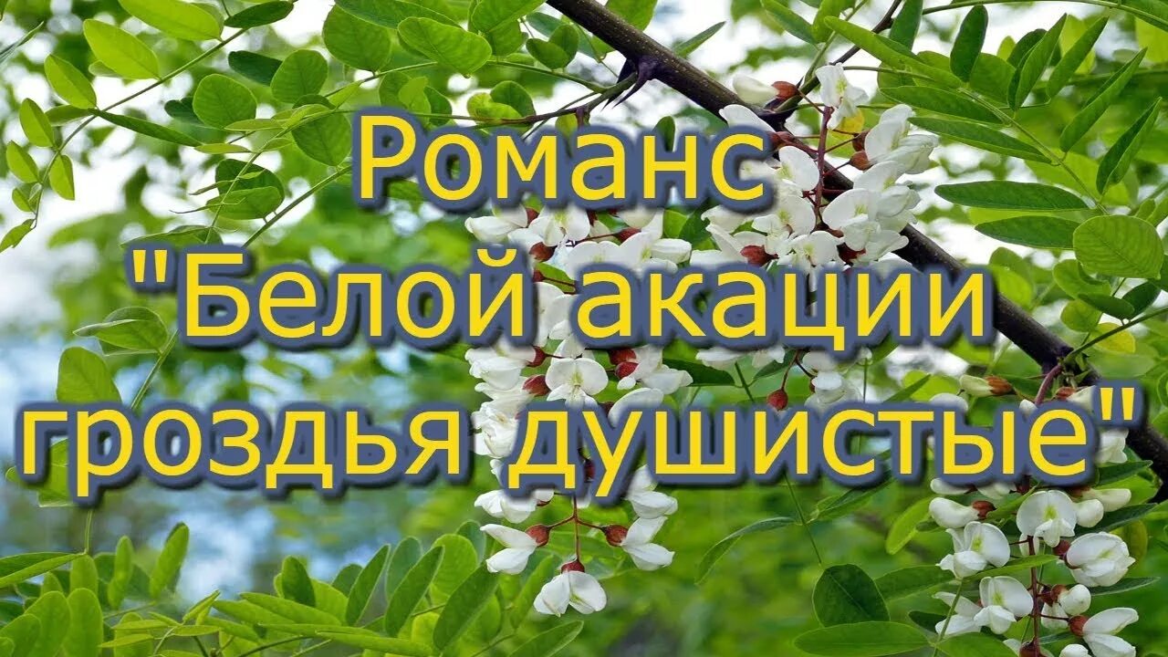 Я акация я над кручею текст. Песня акация. Белой акации гроздья душистые текст. Романс белой акации гроздья душистые. Белая акация песня слушать.