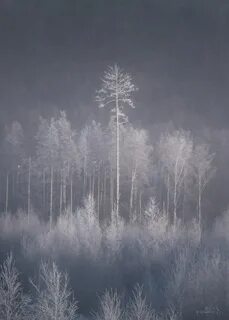 Снежный туман