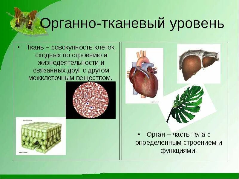 Органно тканевой уровень. Тканево органный уровень. Тканевый уровень организации жизни. Тканевый уровень это в биологии.