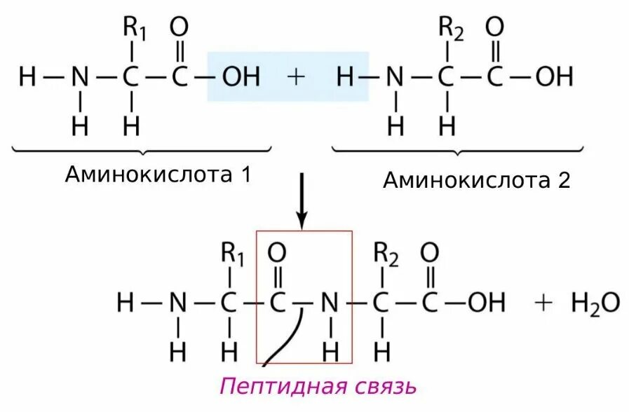 Аминокислоты связаны пептидной связью