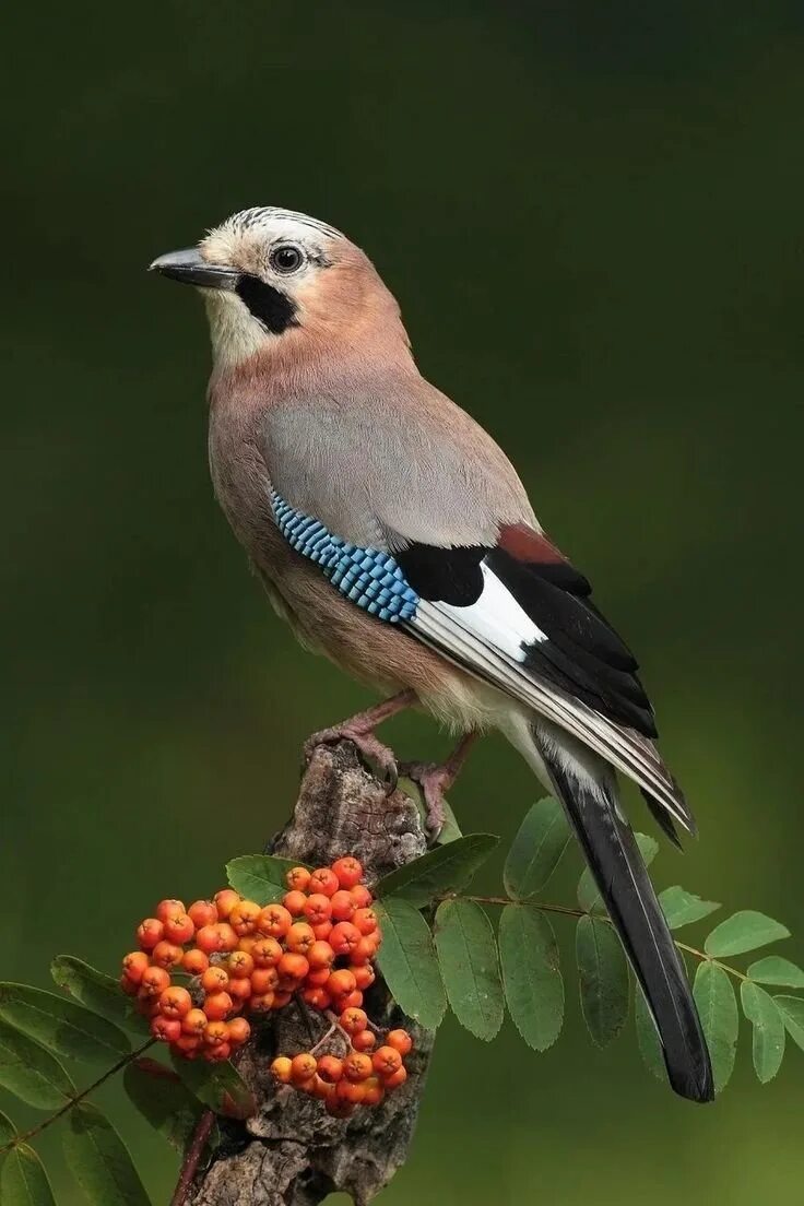 Как выглядит птица сойка. Garrulus glandarius. птица сойка крымская. сойка лесная. сойка обыкновенная.
