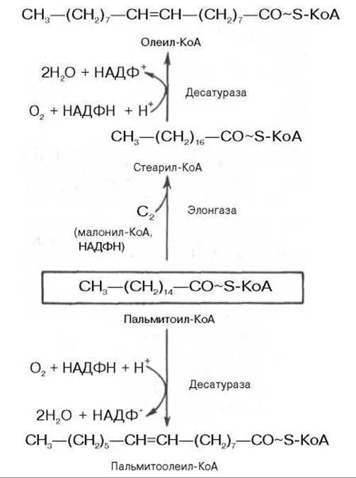 Синтез пальмитиновой кислоты. Биосинтез жирных кислот малонил КОА. Синтез пальмитиновой кислоты из ацетил КОА. Синтез пальмитиновой кислоты из малонил КОА. Синтез стеариновой кислоты из пальмитиновой.