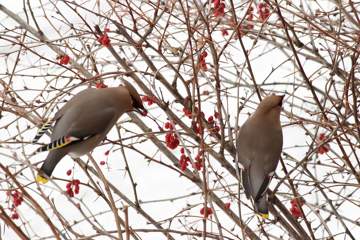 Зимующие птицы синица. Зимние птицы башкирии. Зимние птицы башкирии. Зимние птицы башкирии. Сойка кареза.