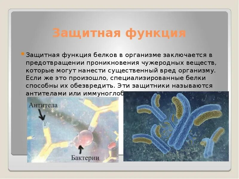 Белком выполняющим защитную функцию являются
