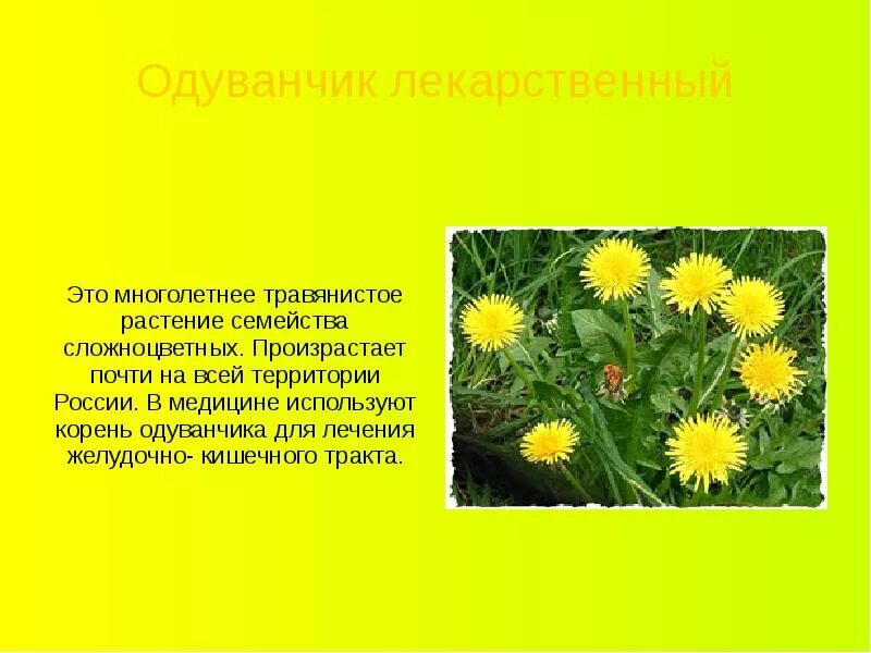 Описание одуванчика для 3. Семейство сложноцветные одуванчик лекарственный. описание одуванчик лекарственный 3 класс описание. одуванчик это травянистое растение.