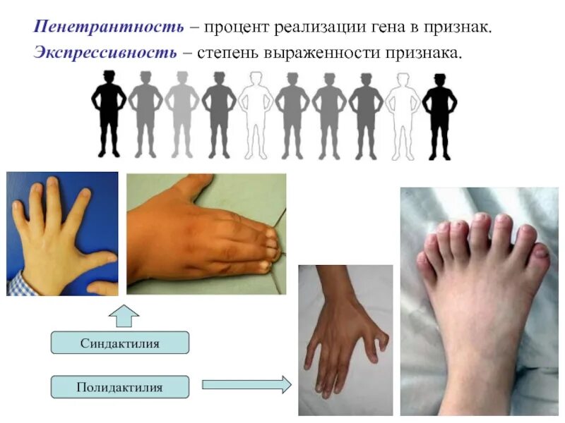 Экспрессивность гена. Пенетрантность гена примеры. пенетрантность проявления признака. пенетрантность и экспрессивность. пенетрантность примеры.
