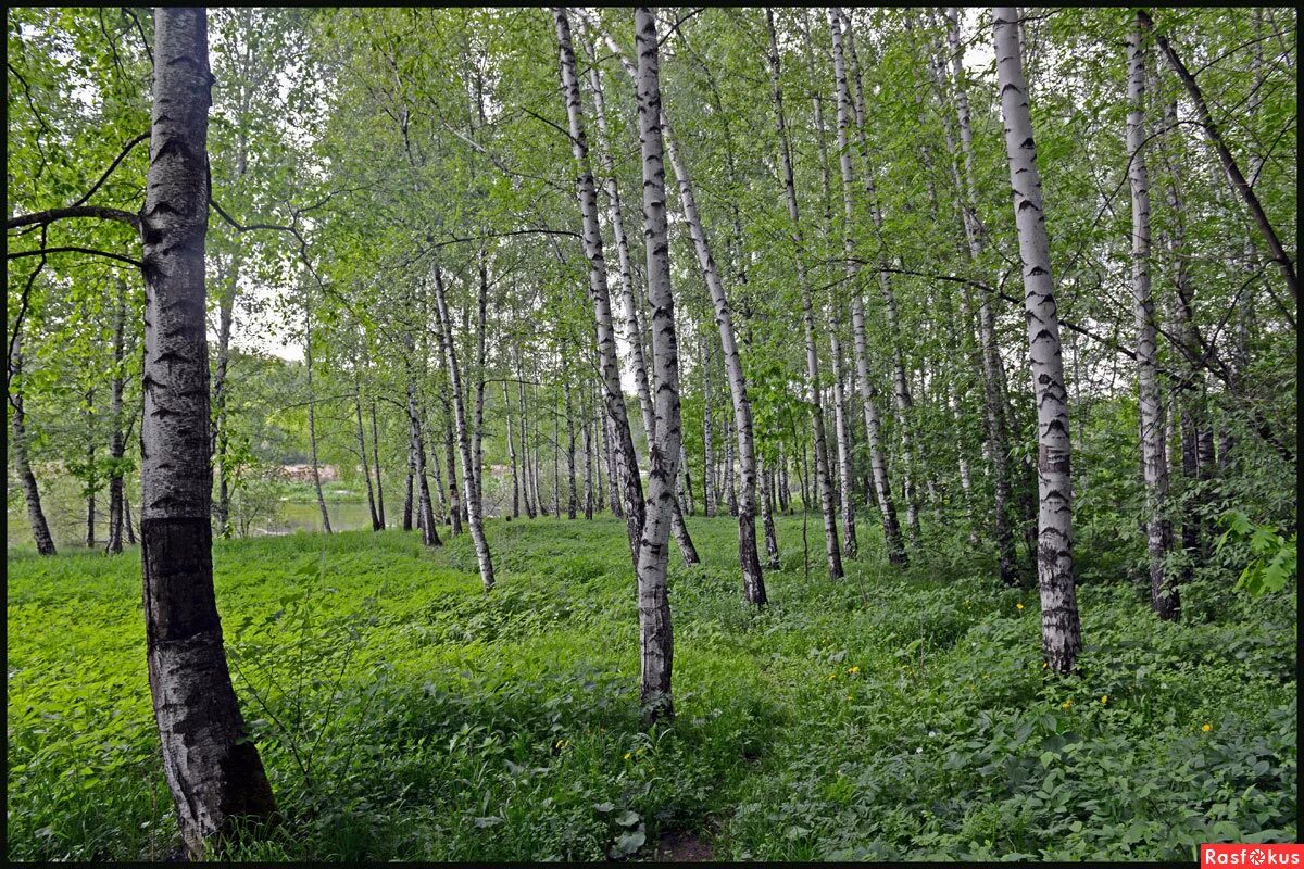 Березники лес. Сосновый лес дубрава березняк. Березники лес. Береза березовый березняк. Найти в березняках.