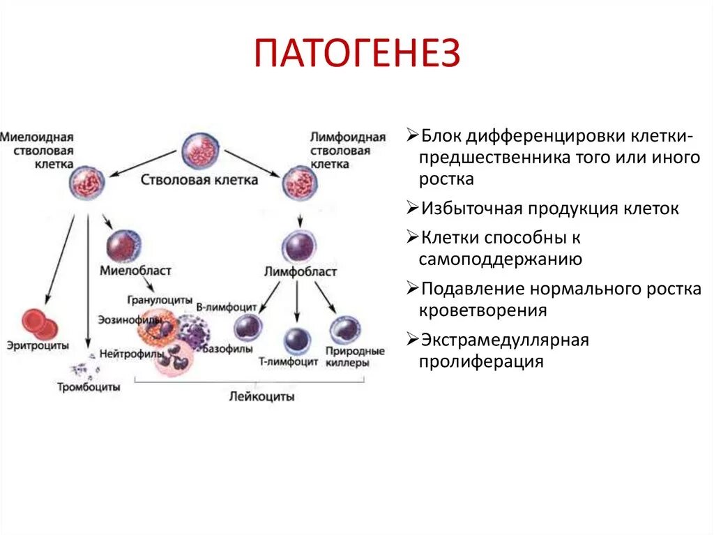 Острый миелобластный лейкоз картина крови этиология патогенез. Острый лимфобластный лейкоз патогенез. Патогенез миелоидного лейкоза. Острый миелоидный лейкоз патогенез. Стволовая клетка крови