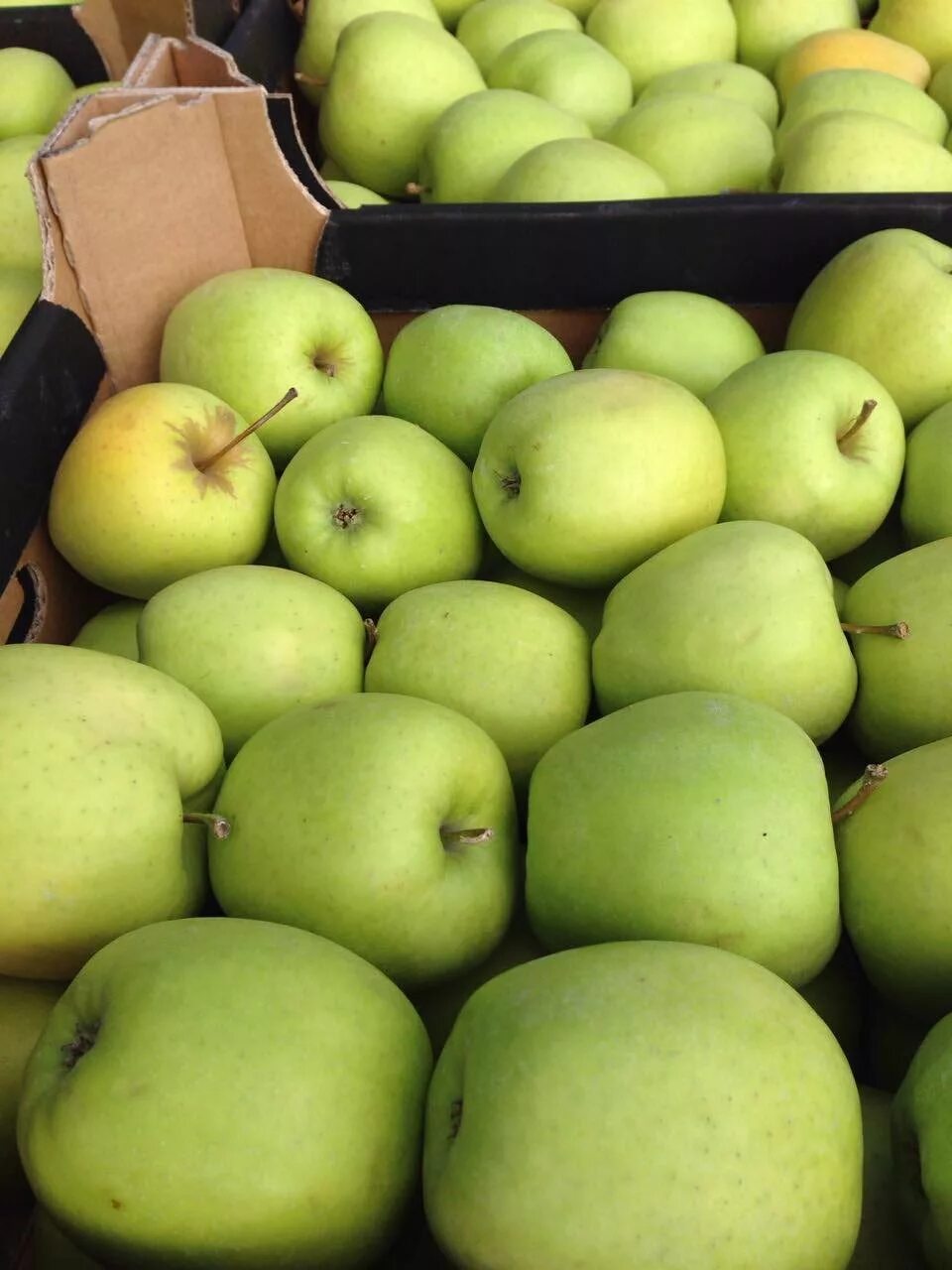 Сорта яблок зеленые крюгер. Сорт яблок гауда. Какой сорт яблок зеленых. Ахтубинское сорт яблок. Яблоки сорт гренни калибр.