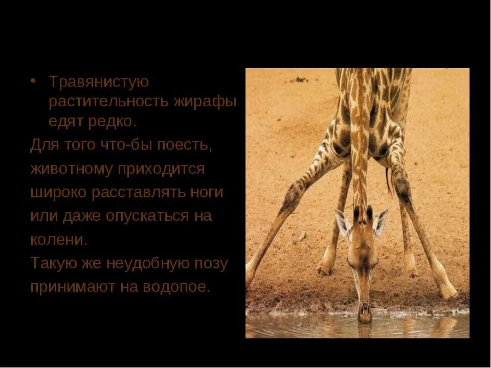 Какой тип развития характерен для сетчатого жирафа. Жираф на 2 ногах. Жираф расставил ноги. Жираф питается. Доклад про жирафа.