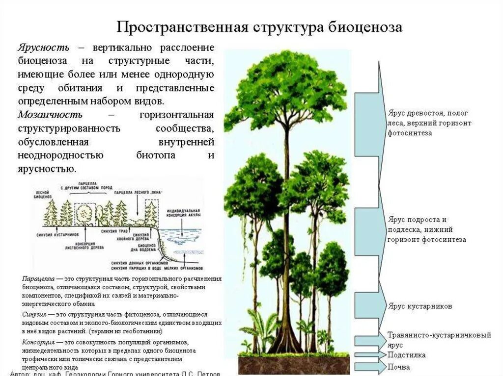 Каком природном сообществе наибольшее число надземных ярусов. Ярусность лесного фитоценоза. Пространственная структура биоценоза ярусность. Ярусность древостоя леса. Биоценоз видовая и пространственная структура биоценоза.