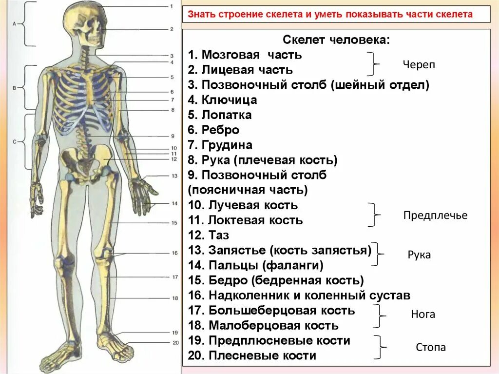 Основные отделы и строения скелета человека. Общая схема скелета. Скелет туловища отделы функции кости. Строение скелета человека по отделам. Установить соответствие кости скелета человека