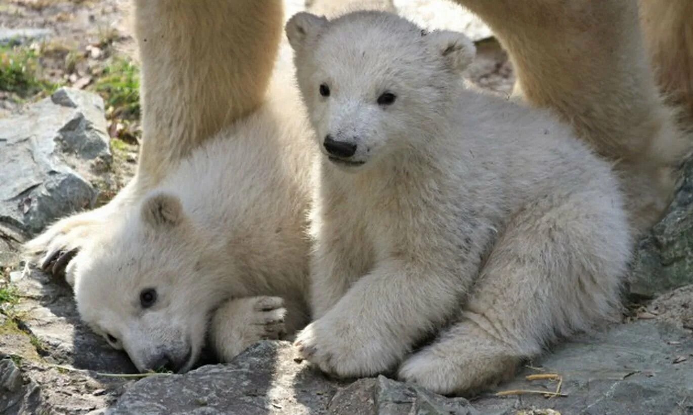 We bare bears гризли и белый. Медведь гризли и гималайский медведь сравнение. Три медведя панда бурый и белый. We bare bears белый медведь. Панда белый медведь бурый медведь.