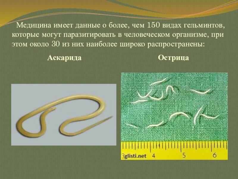 Отличие паразитов от паразитов