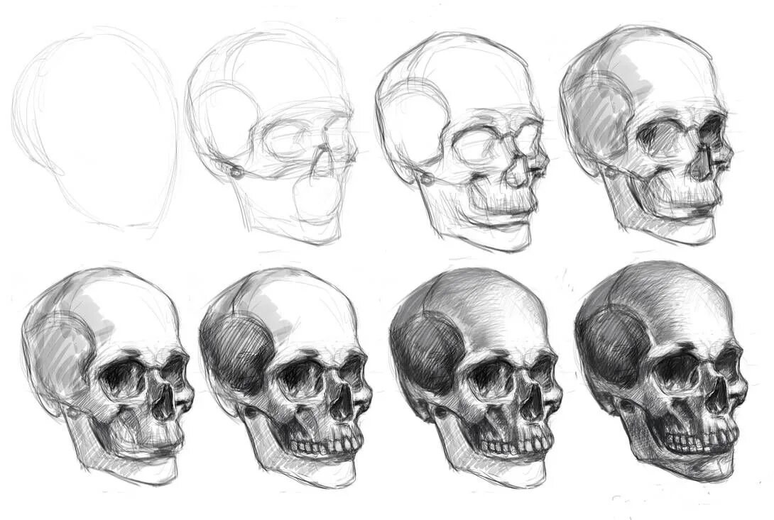 Анатомия черепа для рисования. Череп карандашом. Череп поэтапно. Череп рисунок карандашом. Череп карандашом поэтапно.