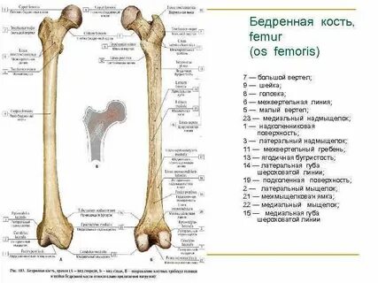 Выступ бедренной кости