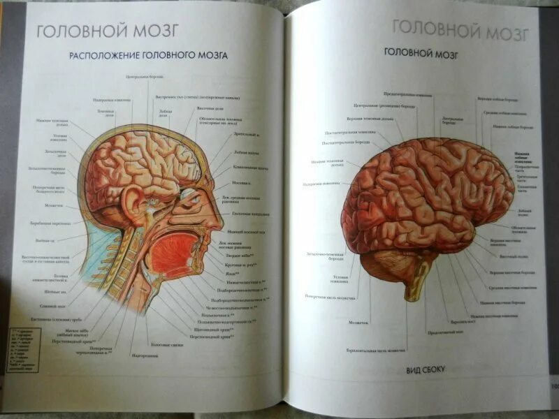 Биология мозга учебники. Анатомия головного мозга человека атлас Синельникова. Мозг анатомия атлас-атлас. Головной мозг строение атлас. Анатомиягловного мозга.
