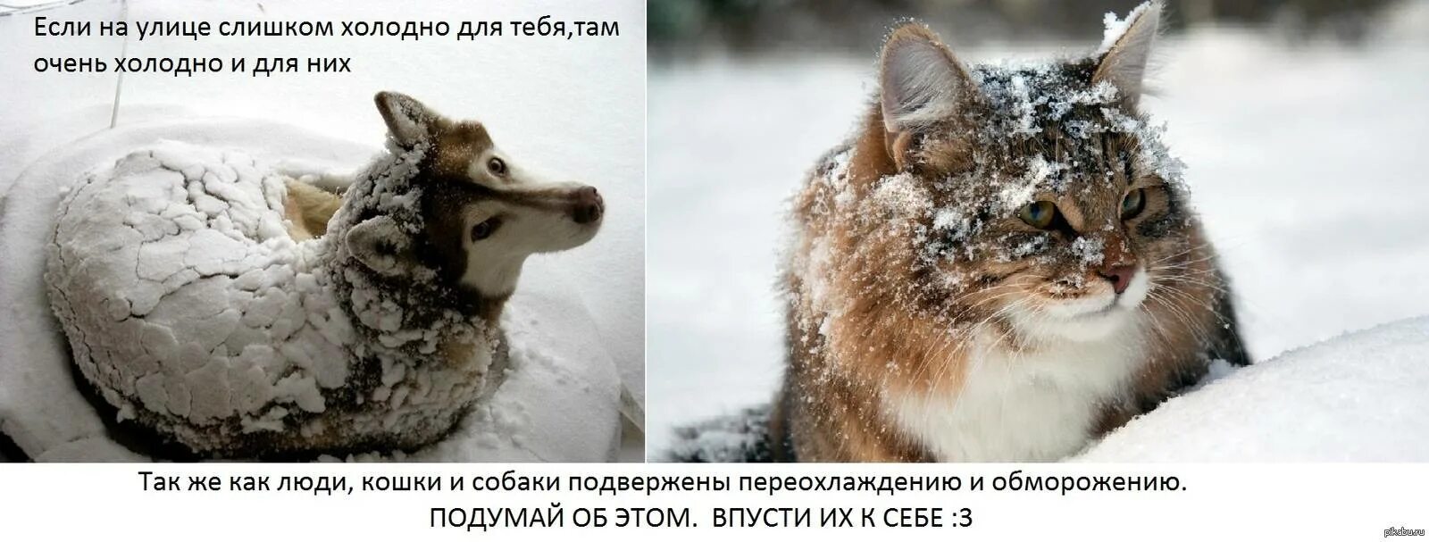 Бездомные животные зима. Замерзающие бездомные животные. Помогайте бездомным животным в Морозы. Бездомные животные мерзнут.