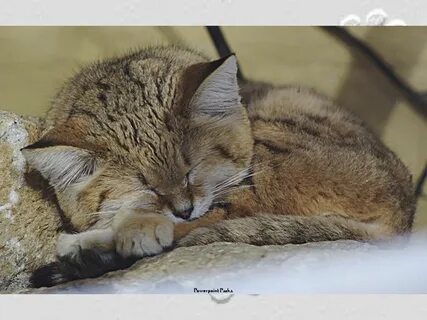 Келласская кошка