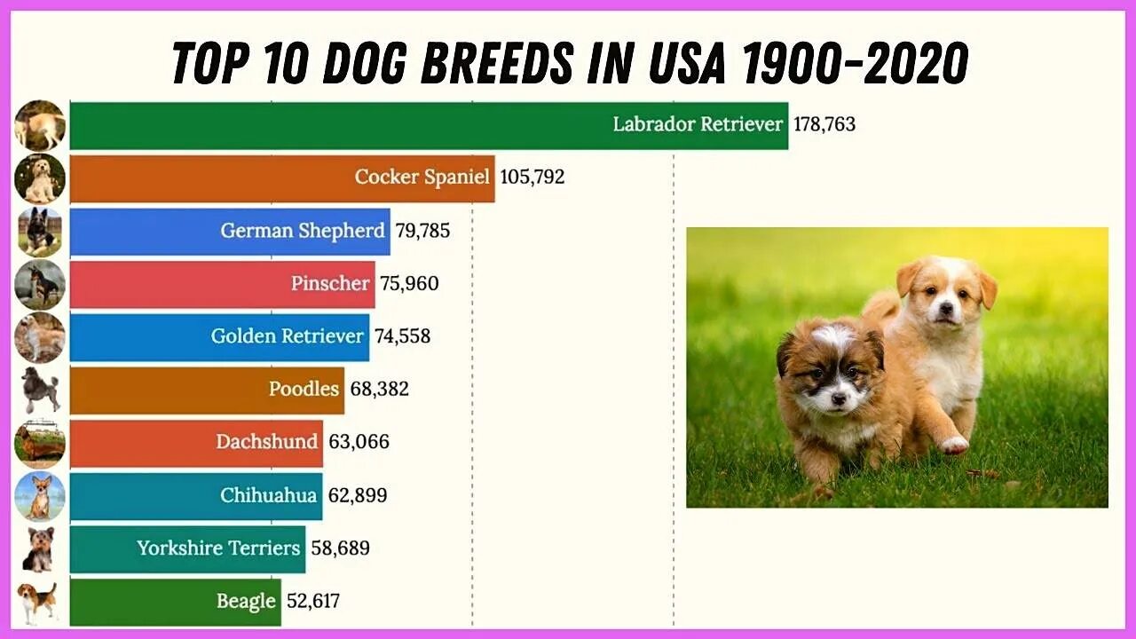 Популярность пород собак. Собаки популярность.. Статистика популярных пород собак. Топ 10 пород собак в России.