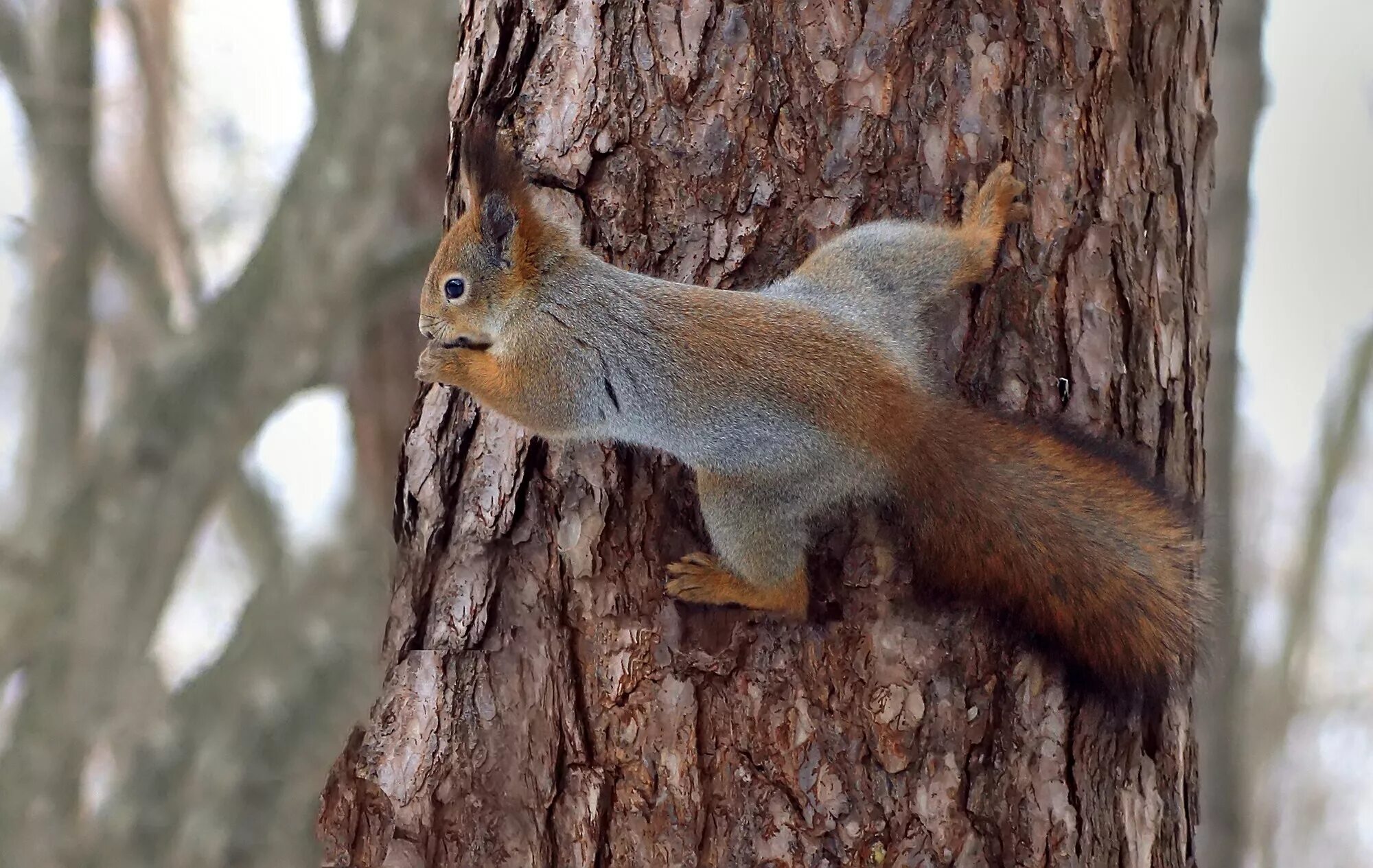 белка на дереве. обои на рабочий стол белка. белка лазает по деревьям. животные лазающие по деревьям. лесные животные.