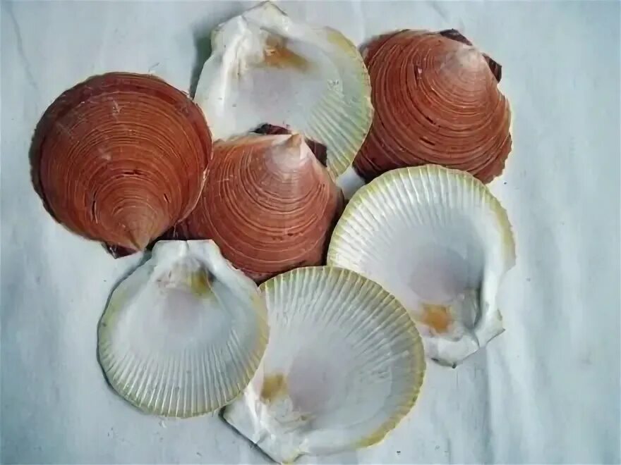 Тигровый рапан. Кораллы и ракушки. Морская ракушка тридакна. Strombus aurisdiane asstd. Бусины в виде ракушек.