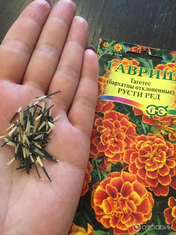 Когда сеять бархатцы на рассаду и как защитить их от грибковых болезней?