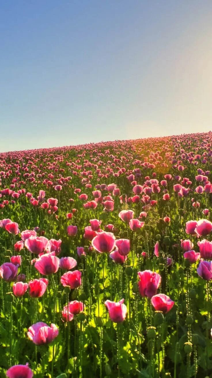 Поляна цветов. Япония лето хоккайдо. Красивое поле с цветами. Цветочный луг. Цветочная поляна мостовской.