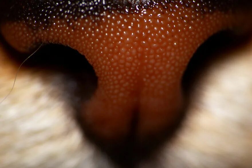 Мокрый нос у кота. Кошачий нос Макросъемка. Ноздри Макросъемка.