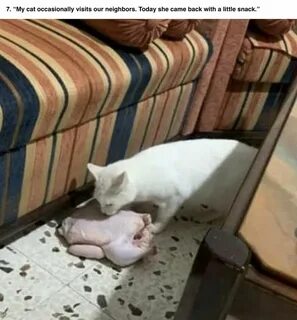 Кот на бочке