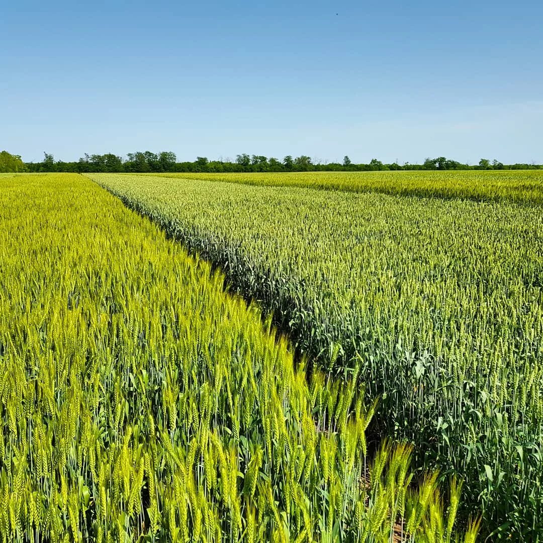 поле под озимые. поле под озимые. поле весной. поле с озимыми. озимая алтайский край.