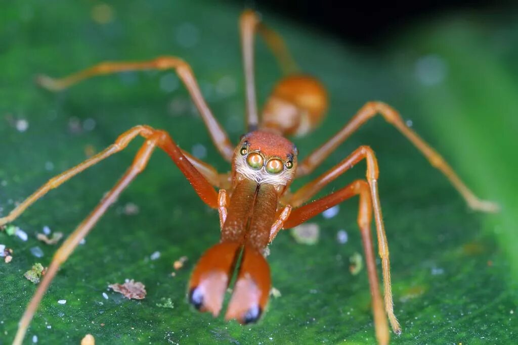 Queen Ants Mating Season Queen Ants Attack Queen Ants With King Ants - YouTube