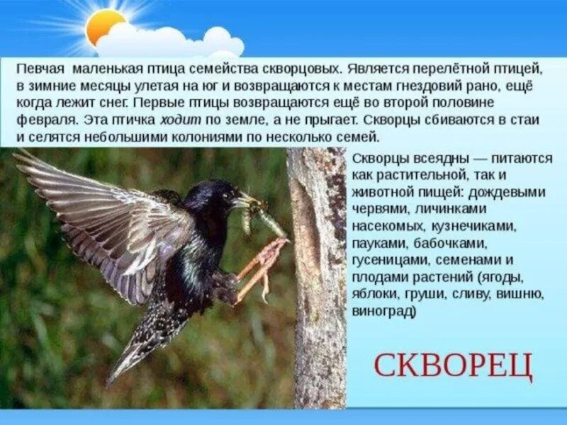 Перелетная птица сообщение 2. Сообщение о перелетных птицах. рассказ о перелетных птицах. перелетные птицы доклад. раскозы про перелётных птиц.