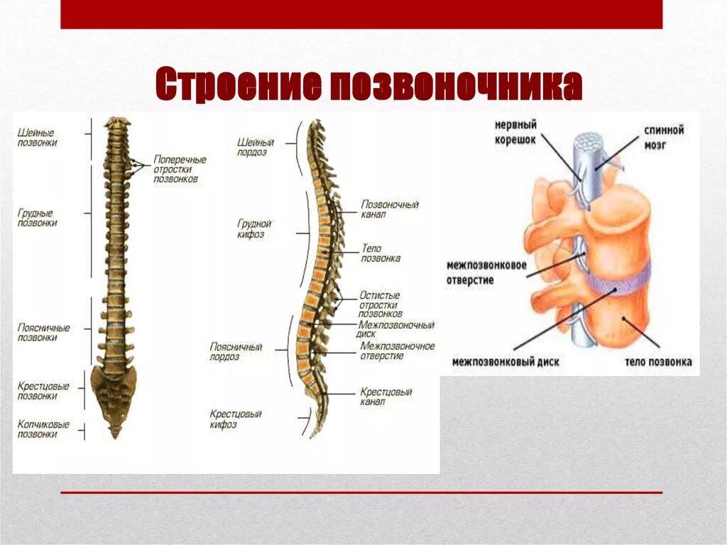 Строение позвоночника человека. Строение спинного позвоночника. Позвоночный столб человека строение. Отделы позвоночника человека анатомия.