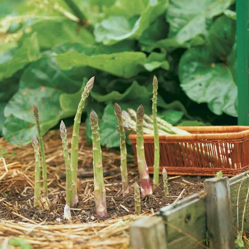 Спаржа Огородная. Спаржа рассада. Всходы спаржи. Спаржа Asparagus Mary Washington. Спаржа урожай