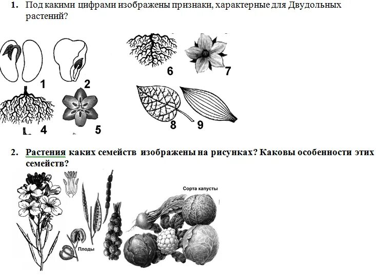 Контрольная по биологии семейства. Задания по ботанике. Семейства растений. Задания по семействам цветковых растений в ЕГЭ. Задания по ботанике плоды.