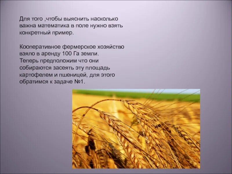 Насколько поле. Для чего нужны поля. Для чего нужно поле. Поле 3 класс. Сходство поля засеянного пшеницей и Луга обусловлено.