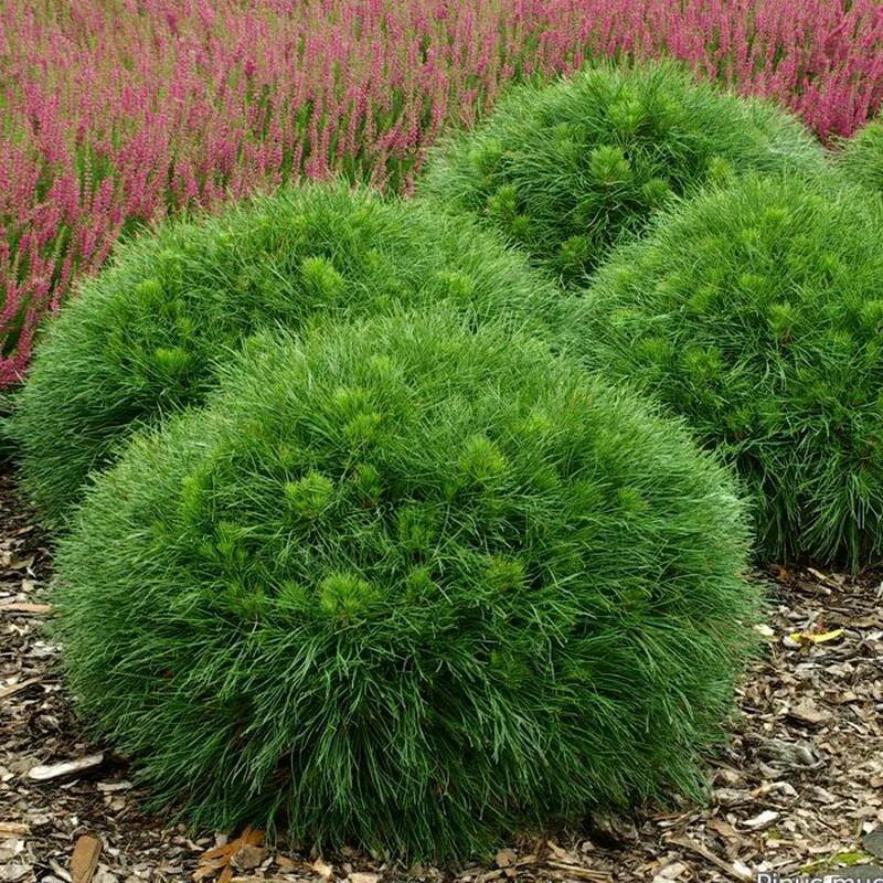 Низкорослые хвойные. Сосна Горная Varella. Сосна Горная (Pinus mugo Varella. Сосна Горная Varella Варелла. Сосна Горная (сорт 'Varella').