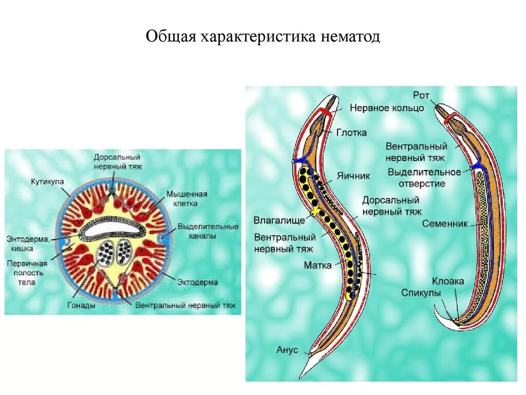 Дайте характеристику типа круглые черви. Внутреннее строение круглых червей. Общая характеристика нематод круглых червей. Круглые черви, класс Nematoda;. Строение круглых червей описание.