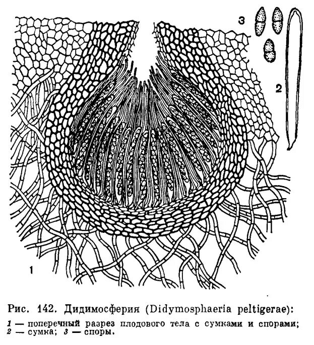 Maverick&co рюкзак. Парафизы у лишайников. Сумка для грибов. Строение гриба 5 класс биология. Капсулообразующие микроорганизмы.
