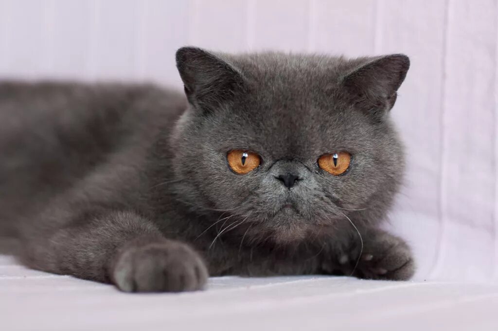 британская короткошёрстная british shorthair. лиловый британец чистокровный. британская кошка девочка. британские котята. кошки девочки британской породы.