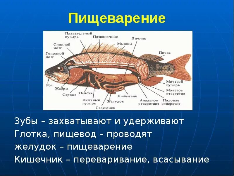Русский 8 класс рыб. Надкласс рыбы пищеварительная система. Пищеварительная система рыб 7 класс биология. Пищеварительная система рыб схема. Пищеварительная система костистой рыбы схема.