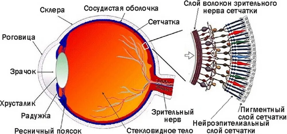 Структура сетчатки глазного яблока. Внутренняя оболочка глаза содержащая. Структура сетчатки глаза. Внутренняя оболочка глаза сетчатка строение и функции. Внутренняя оболочка глаза.