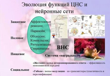 Функции эволюции