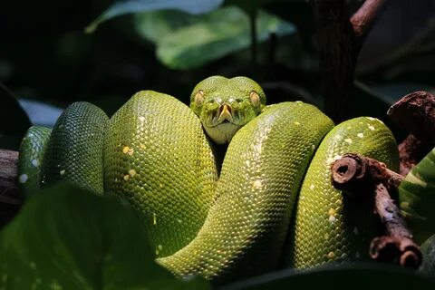 Python tree