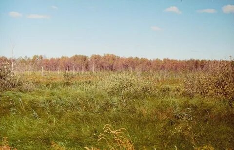 Зеленый борок курганская область