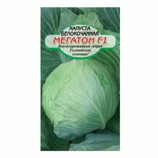 Капуста мегатон характеристика и описание отзывы