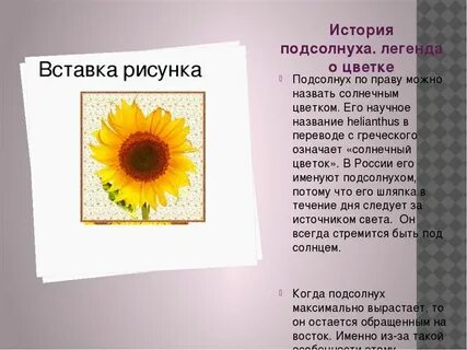 Подсолнух рассказ