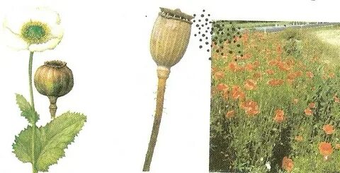 Мексикадағы демалыс: Серёжа мен Настя жыныстық қатынасқа түсуде